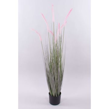 Pennisetum alopecuroides décoratif PARIDKO avec des panicules, rose-vert, 120cm Pennisetum alopecuroides décoratif PARIDKO avec des panicules, rose-vert, 120cm