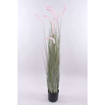 Pennisetum alopecuroides décoratif PARIDKO avec des panicules, rose-vert, 150cm Pennisetum alopecuroides décoratif PARIDKO avec des panicules, rose-vert, 150cm