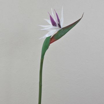 Fleur artificielle « oiseau de paradis » CHAYA, blanc-violet, 80 cm, 13 x 21 cm Fleur artificielle « oiseau de paradis » CHAYA, blanc-violet, 80 cm, 13 x 21 cm