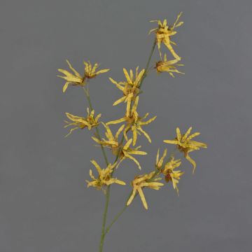 Branche de hamamélis artificielle ORAFA avec fleurs, jaune ocre, 80 cm, Ø 4-8 cm Branche de hamamélis artificielle ORAFA avec fleurs, jaune ocre, 80 cm, Ø 4-8 cm
