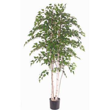 Bouleau blanc artificiel TAMOU, troncs naturels, vert, 195cm Bouleau blanc artificiel TAMOU, troncs naturels, vert, 195cm
