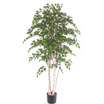 Bouleau blanc artificiel TAMOU, troncs naturels, vert, 195 cm Bouleau blanc artificiel TAMOU, troncs naturels, vert, 195 cm