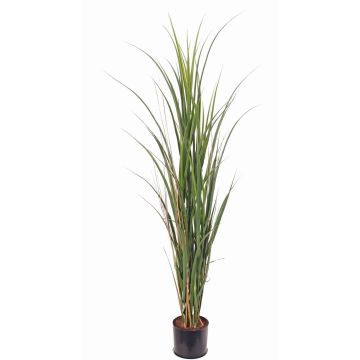 Canne à sucre en gazon synthétique SITHAMI, crossdoor, vert, 115 cm