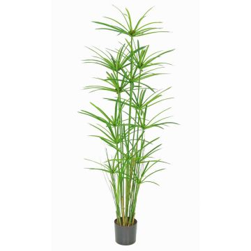 Herbe de Chypre artificielle LEITHA, verte, 150cm