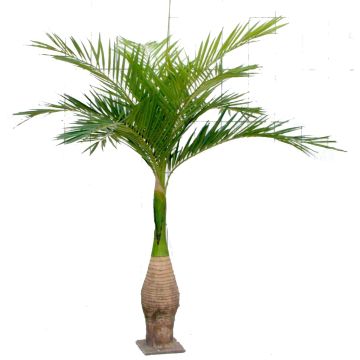 Palmier Ravenea en plastique KOKIN, 265 cm