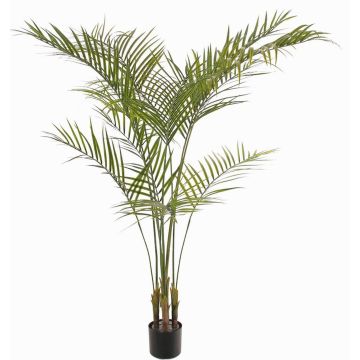 Palmier Areca artificiel AFENTIS, crossdoor, 165cm Palmier Areca artificiel AFENTIS, crossdoor, 165cm