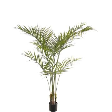 Palmier Areca artificiel AFENTIS, crossdoor, 165 cm Palmier Areca artificiel AFENTIS, crossdoor, 165 cm