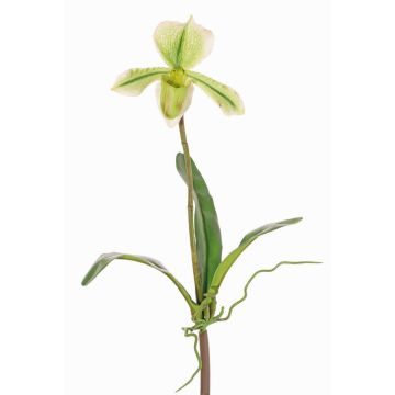 Orchidée Paphiopedilum artificielle VELANA, piquet, vert-blanc, 40cm Orchidée Paphiopedilum artificielle VELANA, piquet, vert-blanc, 40cm