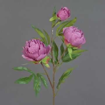 Branche artificielle Pivoine MANJA, vieux rose-fuchsia, 70cm, Ø8-10cm Branche artificielle Pivoine MANJA, vieux rose-fuchsia, 70cm, Ø8-10cm