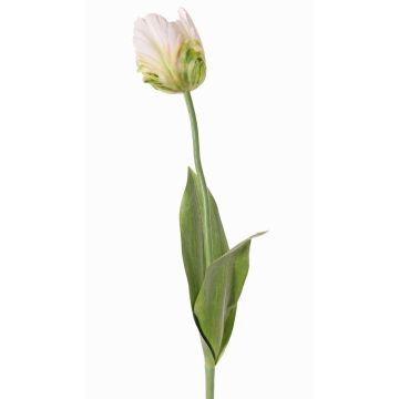 Fleur artificielle Tulipe perroquet UAKARI, blanc-vert, 65cm, Ø6cm Fleur artificielle Tulipe perroquet UAKARI, blanc-vert, 65cm, Ø6cm