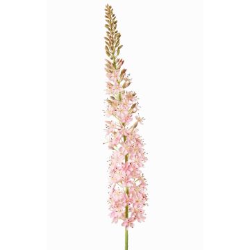 Grande fleur artificielle « bougie des steppes » SELINA, rose clair, 130 cm, Ø 9 cm Grande fleur artificielle « bougie des steppes » SELINA, rose clair, 130 cm, Ø 9 cm