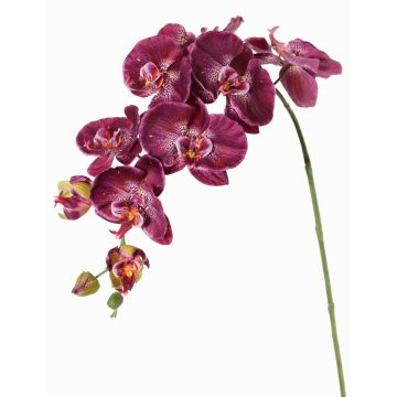 Branche décorative Orchidée Phalaenopsis WESA, violet foncé-blanc, 100cm Branche décorative Orchidée Phalaenopsis WESA, violet foncé-blanc, 100cm
