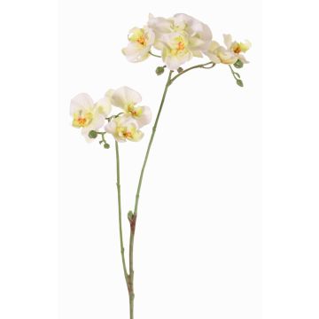 Branche artificielle Orchidée Phalaenopsis VILLANI, blanc-vert, 65cm Branche artificielle Orchidée Phalaenopsis VILLANI, blanc-vert, 65cm