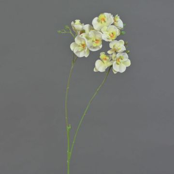 Branche artificielle Orchidée Phalaenopsis VILLANI, blanc-vert, 65cm Branche artificielle Orchidée Phalaenopsis VILLANI, blanc-vert, 65cm