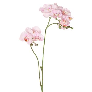 Branche artificielle Orchidée Phalaenopsis VILLANI, rose-blanc, 65cm Branche artificielle Orchidée Phalaenopsis VILLANI, rose-blanc, 65cm