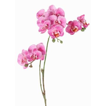 Branche artificielle Orchidée Phalaenopsis VILLANI, rose-fuchsia, 65cm Branche artificielle Orchidée Phalaenopsis VILLANI, rose-fuchsia, 65cm