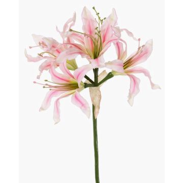 Fleur artificielle « Amaryllis de jardin » KUSTANA, rose-crème-vert, 70 cm, Ø 10-16 cm