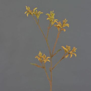Fleur décorative Anigozanthos LEOBER, orange-jaune, 75cm