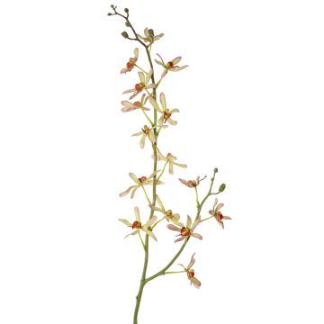 Branche artificielle Orchidée Cattleya TRASSA, vert clair-rouge, 80cm, Ø4-8cm