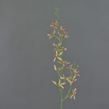 Branche artificielle Orchidée Cattleya TRASSA, vert clair-rouge, 80cm Branche artificielle Orchidée Cattleya TRASSA, vert clair-rouge, 80cm