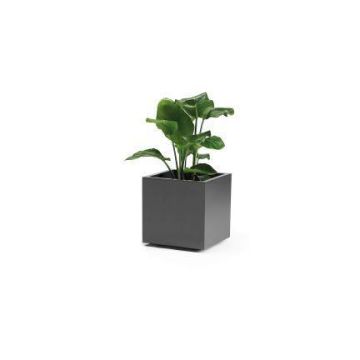 Pot de fleurs carré NASTASJA en plastique recyclé, avec réserve d'eau, roulettes, anthracite, 39,5x39,5x38cm, 35L Pot de fleurs carré NASTASJA en plastique recyclé, avec réserve d'eau, roulettes, anthracite, 39,5x39,5x38cm, 35L