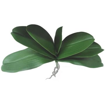 Feuilles d'orchidées Phalaenopsis artificielles PRIMALA, racines aériennes, 21 x 29 cm Feuilles d'orchidées Phalaenopsis artificielles PRIMALA, racines aériennes, 21 x 29 cm