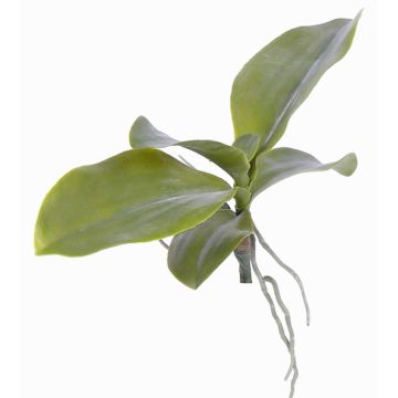 Feuilles de Phalaenopsis artificielles PRIMUS, racines aériennes, 19x34cm