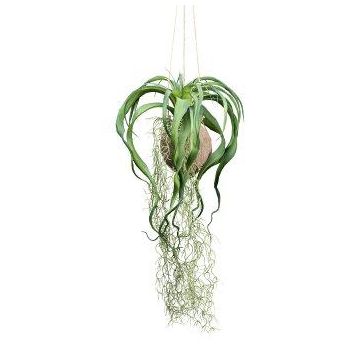 Suspension de tillandsia artificielle GRISPU dans une noix de coco, vert, 65cm