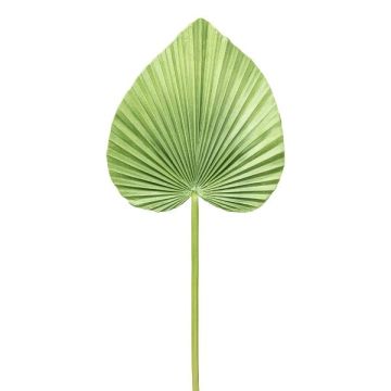 Feuille de palmier en plastique Washingtonia KUNYK, verte, 70cm