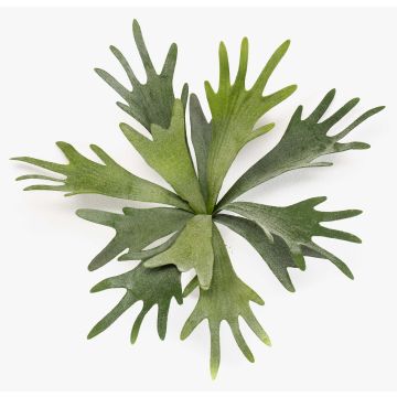 Fausse plante fougère à cornes VIGRAL, tige, difficilement inflammable, verte, 35 cm Fausse plante fougère à cornes VIGRAL, tige, difficilement inflammable, verte, 35 cm