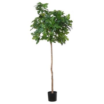 Arbre artificiel Figuier BOJANO, tronc naturel, vert, 180cm Arbre artificiel Figuier BOJANO, tronc naturel, vert, 180cm