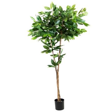 Plante en plastique Caféier BORRA, tronc naturel, 180cm Plante en plastique Caféier BORRA, tronc naturel, 180cm