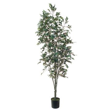 Plante artificielle Ficus Benjamina BRATKO, tronc artificiel, vert-blanc, 220cm Plante artificielle Ficus Benjamina BRATKO, tronc artificiel, vert-blanc, 220cm