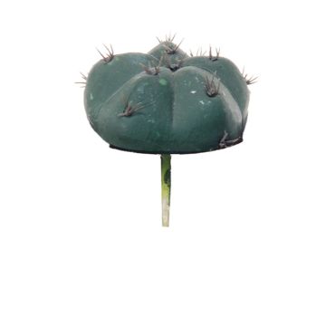 Cactus artificiel Bonnet d'évêque MUNAS, vert, 10cm, Ø8cm
