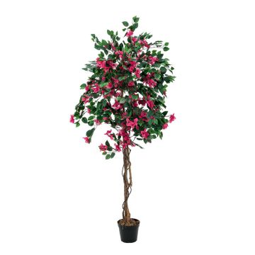 Fausse bougainvillée BANU, vrais troncs, fleurs fuchsia, 180cm