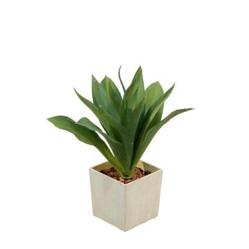 Plante décorative Agave attenuata HAKUNA, cache-pot, vert, 22cm