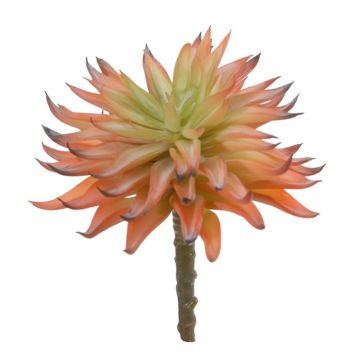 Succulente artificielle Echeveria elegans LUGA, piquet, orange-vert, 16cm Succulente artificielle Echeveria elegans LUGA, piquet, orange-vert, 16cm