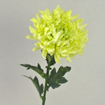Chrysanthème en soie KESARA, crème-vert, 65cm, Ø16cm Chrysanthème en soie KESARA, crème-vert, 65cm, Ø16cm