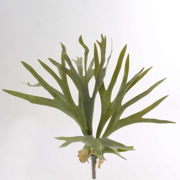 Fougère corne d’élan artificielle GEORGE, piquet, vert, 40cm, Ø50cm Fougère corne d’élan artificielle GEORGE, piquet, vert, 40cm, Ø50cm