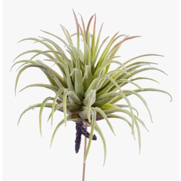 Tillandsia Rubra artificiel PENNY, piquet, vert-rouge, 12cm, Ø10cm Tillandsia Rubra artificiel PENNY, piquet, vert-rouge, 12cm, Ø10cm