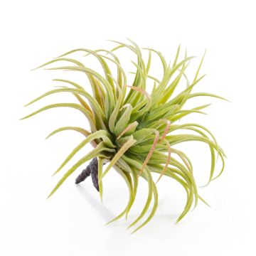 Tillandsia Rubra artificiel PENNY, piquet, vert-rouge, 12cm, &Oslash;10cm