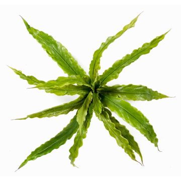 Fougère nid d'oiseau artificielle FRANNY, sur piquet, vert, 30cm, Ø30cm