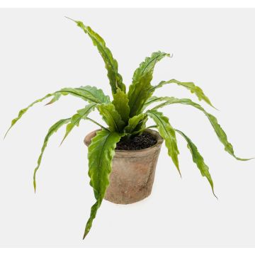 Fougère nid d'oiseau artificielle FRANNY, pot en terre cuite, vert, 30cm, Ø30cm