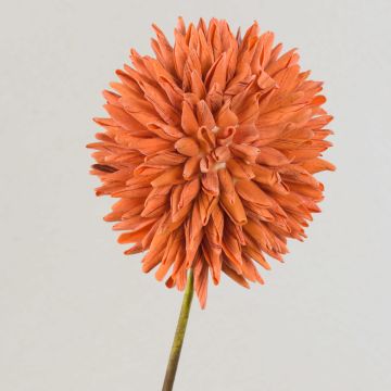 Allium ornemental MERAL, orange, 80cm, Ø14cm