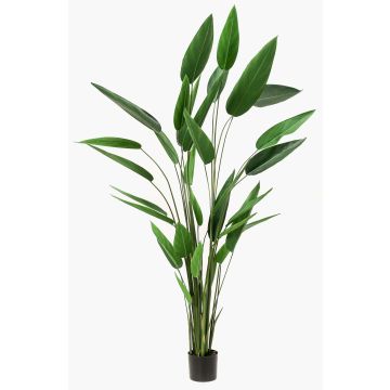 Heliconia artificiel ANURIA, vert, 220cm
