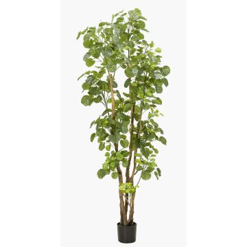 Polyscias artificiel FILARO, troncs artificiels, vert, 195cm Polyscias artificiel FILARO, troncs artificiels, vert, 195cm