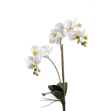 Orchidée Phalaenopsis en soie CANDIDA sur piquet, blanc, 65cm, Ø7-8cm Orchidée Phalaenopsis en soie CANDIDA sur piquet, blanc, 65cm, Ø7-8cm