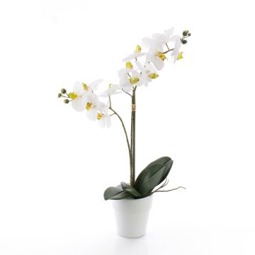 Orchidée Phalaenopsis en soie CANDIDA, pot en céramique, blanc, 65cm, Ø7-8cm Orchidée Phalaenopsis en soie CANDIDA, pot en céramique, blanc, 65cm, Ø7-8cm