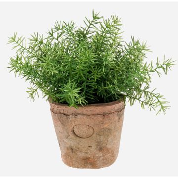 Asparagus sprengeri artificiel LUCANO, en pot en terre cuite, 20cm, Ø20cm