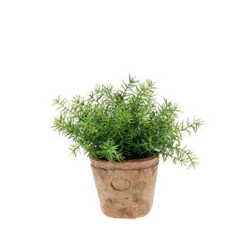 Asparagus sprengeri artificiel LUCANO, en pot en terre cuite, 20cm, Ø20cm